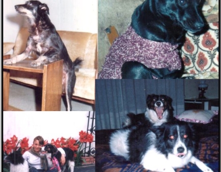 LOS PERROS DE LA FAMILIA: TINA - MARILU - ROQUE - JUANA